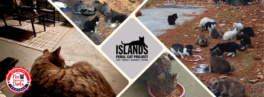 Island Cats Feral Project